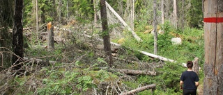 Stora risker när döda träden faller – flera stigar stängda