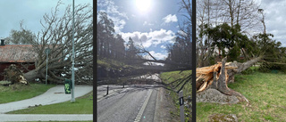 Stormbyar i länet – träden föll som käglor • Tusentals utan el