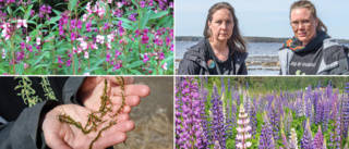 Invasiva arter hotar lokala växter • Lista: De är värst i norr