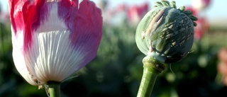 Upptäckten: 51-åring hade opiumvallmo i frysen
