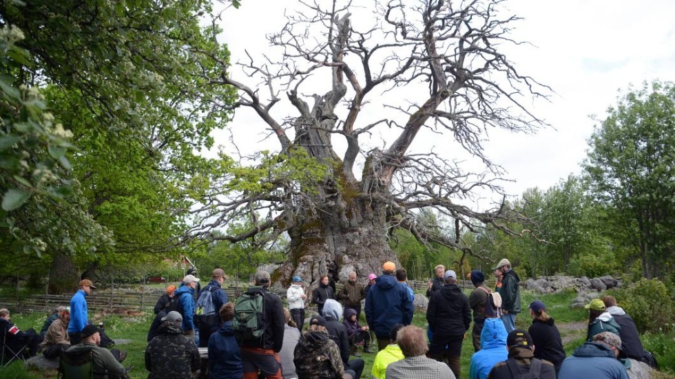 Besökare på torsdagen gladdes åt den utdömda Kvillekens gren med nyutsprungna löv på.