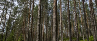 Skogen viktig för ett fossilfritt län