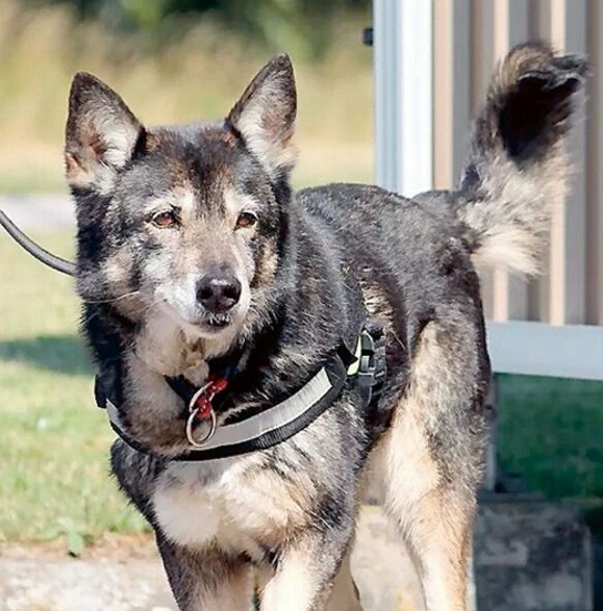 Hunden Wilma är en av Missing Peoples specialisthundar.