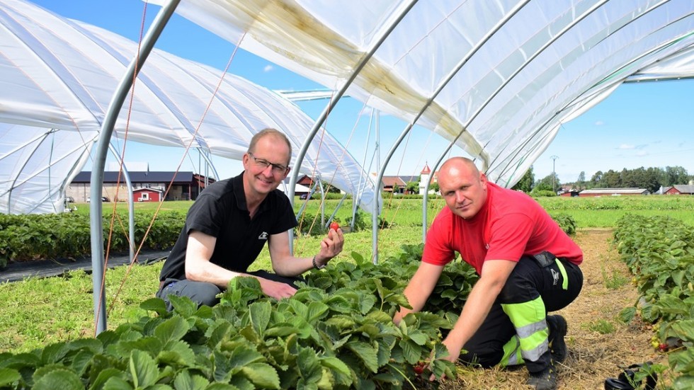 VD Patrik Axelsson och odlingsmästare Andrzej Rog visar upp de mognade jordgubbarna i odlingstunnlarna. Foto: Elin E Elmström