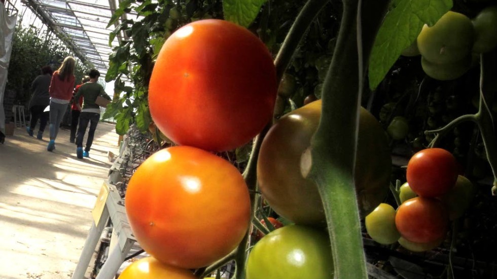 Tomater och gurkor stals vid inbrott.