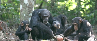 Uppståndelsen över chimpanserna på Furuvik