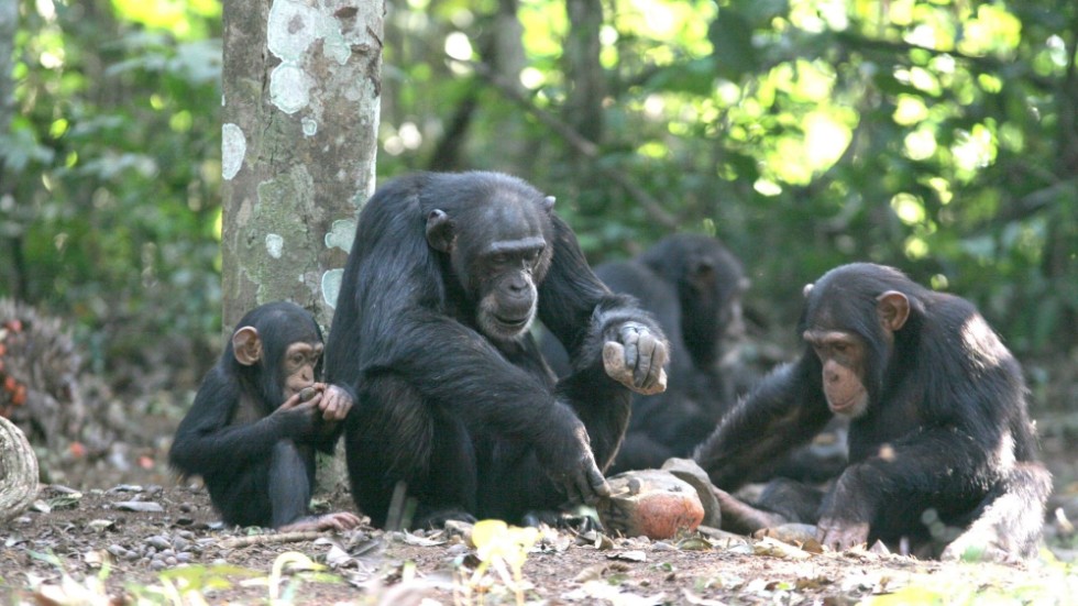  Om chimpanserna inte blivit skjutna hade dom kunnat göra väldigt stor skada på djur och människor, skriver signaturen "Djur som djur". Chimpanserna på bilden är inte de som var på Furuviksparken.