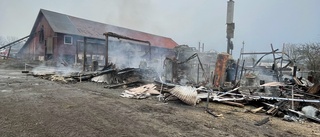 100 kor räddades i branden • Familjen: "Utan grannarna hade det gått illa"