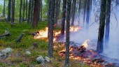 Vandrare startade skogsbrand i nationalpark
