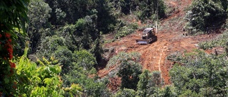 Skövlad regnskog – större problem än befarat