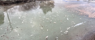Boende upptäckte döda fiskar i Göta kanal
