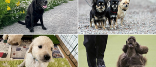 Här är de vanligaste hundraserna i Katrineholm: ✓Chihuahua ✓Jack russel ✓Wachtelhund