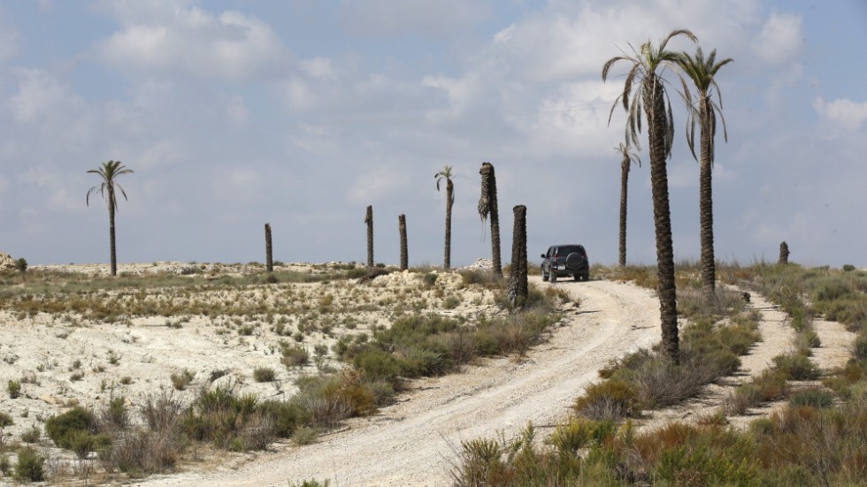 Torka i Spanien fick palmerna att sloka. Bilden från 2015.