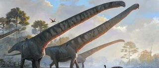 Här är dinosaurien med rekordlång hals