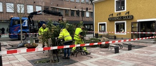 Träden på torget inne i stan sågades ned