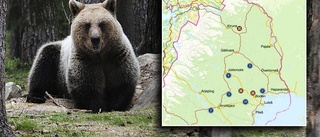 Nu har 23 björnar skjutits i Norrbotten • En återstår i område 1