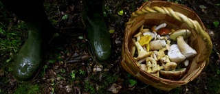 FB-grupper växer som svampar ur jorden
