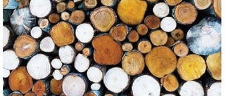 Norra skogsägarna: Fina ord men liten respekt för äganderätten