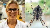 Forskarmissen blev genombrott – kan skapa ny vävnad med hjälp av spindelgel • "En vecka av stor frustration"  