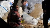 Vilsna vitvalen i Seine är död