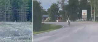 Här springer vargen genom villaområdet – se läsarnas filmklipp • Har synts på flera platser i Skellefteå: ”Skräckblandad förtjusning”