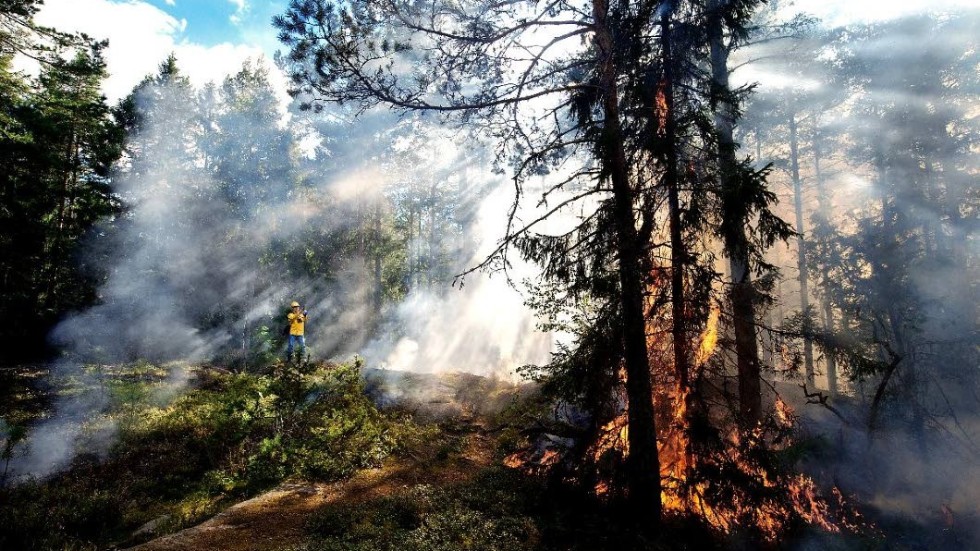 För den biologiska mångfaldens skull behöver skogsägare anlägga kontrollerade bränder i skogar som är avsatta för naturvårdsändamål, skriver Sören Petersson, affärsområdeschef på Holmen Skog.