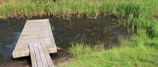 Låga vattennivåer i Stångån ställer till det för kanotpaddlare • Uthyrare: "Vi behöver mer regn"