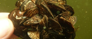 Skånska sjöar saltas – mussla ska bort