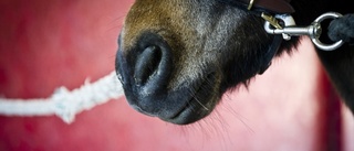 Häst drabbad av dödlig sjukdom – hålls isolerad