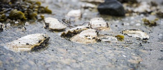 Invasiva ostron har tagit över i svenska vatten