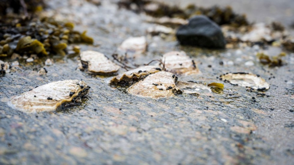 Stillahavsostron, eller japanska jätteostron, är nu de mest förekommande av alla musslor och ostron i Bohuslän. Arkivbild.