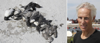 Fler sjuka fåglar hittade vid Gnisvärd och Tofta • "Obehagligt"