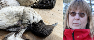 BESKEDET: Döda sillgrisslor var smittade av fågelinfluensa • ”De som har tamfåglar ska fortsätta vara försiktiga”