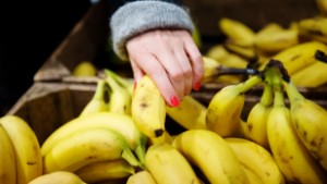 Få odlade arter hotar biologisk mångfald • "Först när vi ser olika, och fula, bananer i matbutikerna kanske vi är på rätt väg"