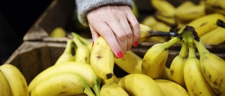 Få odlade arter hotar biologisk mångfald • "Först när vi ser olika, och fula, bananer i matbutikerna kanske vi är på rätt väg"