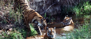 Tigern nära utrotning