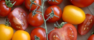 Gensax gör tomater sötare