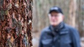 Boende varnar: Risk att granarna i parken faller • Granbarkborren ett hot även i centrala Uppsala