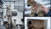 Valpar lämnades ute i minus 29 grader då ägarna åkte utomlands • 35 hundar omhändertogs