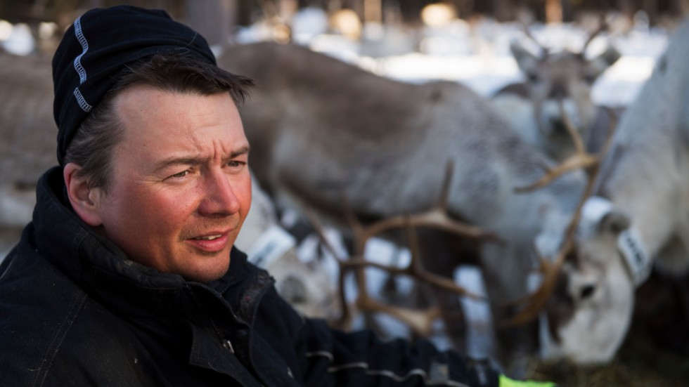 Renskötaren Tobias Jonsson från Grans sameby. Arkivbild.