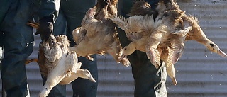 Frankrike masslaktar fjäderfän