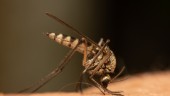 Trots regnet — ingen myggbekämpning: "Tappat sexlusten"