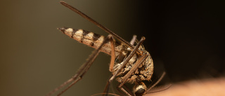 Aggressiv mygga har landat i delar av Visby • Risk för stora problem i sommar