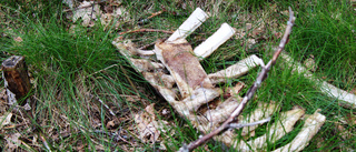Döda kalvar dumpades i skogen: "Otäckt att se"