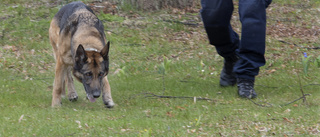 Hundpatrull jagade flyende person på Tosterön