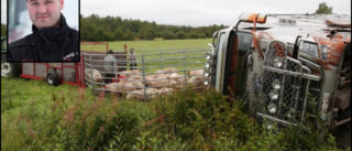 Lundman om djurtransporten som välte – 65 grisar inblandade: ”Ett fantastiskt räddningsarbete”