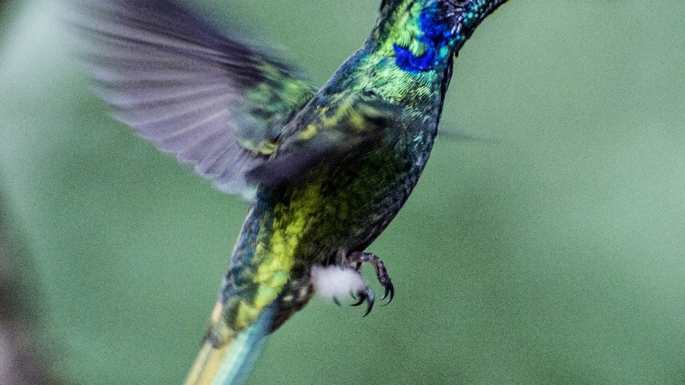 Kolibri i molnregnskogen i Monteverde, Costa Rica. Arkivbild
