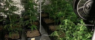 Stort beslag av cannabis i villa i centrala Piteå: "Nästan industriell odling"