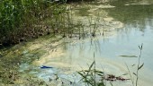 Algblomning upptäckt vid badplats i Trosa: "Går inte att visuellt avgöra om algerna är giftiga"