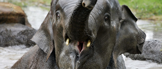Hungrig elefantflock närmar sig miljonstad